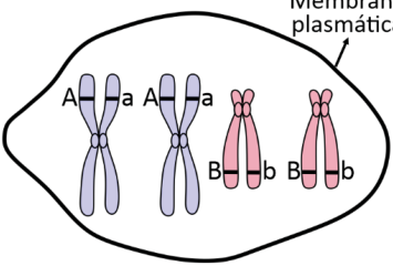 Esquema delimitado por uma membrana indicada como “Membrana plasmática”, contendo quatro cromossomos duplicados: dois lilases, cada um com uma cromátide identificada por A e a outra por a; e dois rosas, cada um com uma cromátide identificada por B e a outra por b.