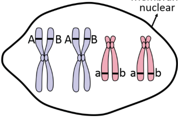 Esquema delimitado por uma membrana indicada como “Membrana nuclear”, contendo quatro cromossomos duplicados: dois lilases, cada um com uma cromátide identificada por A e a outra por B; e dois rosas, cada um com uma cromátide identificada por a e a outra por b.