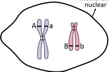 Esquema delimitado por uma membrana indicada como “Membrana nuclear”, contendo dois cromossomos duplicados: um lilás, com uma cromátide identificada por A e a outra por a; e um rosa, com uma cromátide identificada por B e a outra por b.