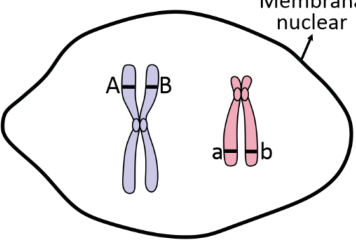 Esquema delimitado por uma membrana indicada como “Membrana nuclear”, contendo dois cromossomos duplicados: um lilás, com uma cromátide identificada por A e a outra por B; e um rosa, com uma cromátide identificada por a e a outra por b.