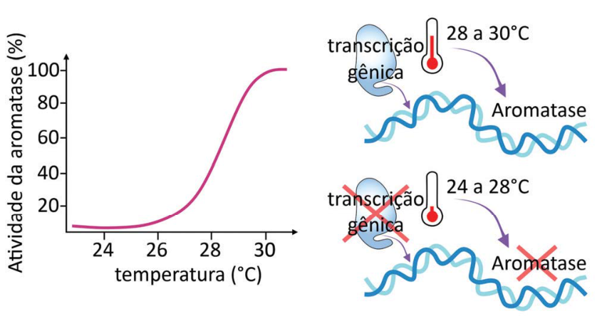 F1 À esquerda, gráfico da atividade da aromatase (%) em função da temperatura (°C), com marcações de 20, 40, 60, 80 e 100 no eixo vertical e de 24, 26, 28 e 30 no eixo horizontal. A curva permanece próxima de zero nas temperaturas mais baixas, cresce acentuadamente entre 28 e 30 °C e atinge aproximadamente 100% acima de 30 °C. À direita, dois esquemas com termômetros, uma dupla hélice e setas: no superior, identificado por “28 a 30°C”, aparecem “transcrição gênica” e “Aromatase”; no inferior, identificado por “24 a 28°C”, os mesmos rótulos aparecem riscados com um X vermelho.