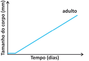 F1 Gráfico de tamanho do corpo versus tempo apresentando crescimento linear constante até a fase adulta.