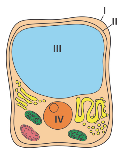 Esquema de uma célula vegetal com diversas organelas e estruturas celulares numeradas por algarismos romanos: I aponta para a parede celular mais externa; II aponta para a membrana plasmática; III indica o grande vacúolo central; IV indica o núcleo celular.