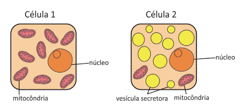 Esquemas simplificados de duas células: a Célula 1 apresenta diversas mitocôndrias e um núcleo; a Célula 2 apresenta numerosas vesículas secretoras, poucas mitocôndrias e um núcleo.