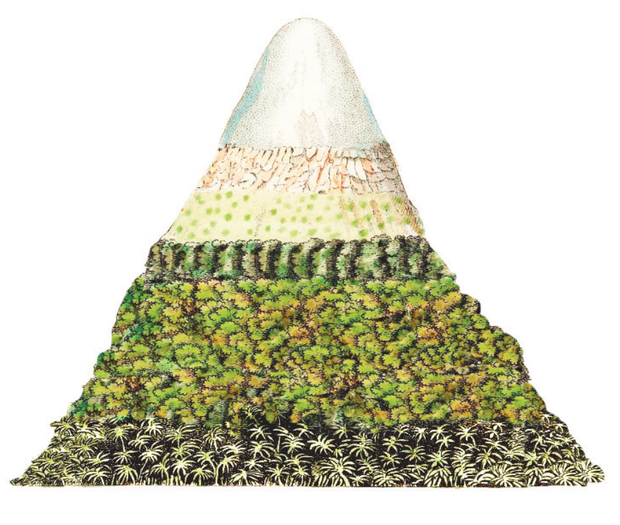 Representação esquemática e artística do vulcão Chimborazo dividida em faixas altitudinais de vegetação e cobertura: na base encontram-se palmeiras e folhagens tropicais, seguidas por floresta arbórea densa, faixa estreita com coníferas enfileiradas, vegetação rasteira espaçada, faixa com afloramento rochoso e, no cume, cobertura de neve e gelo.