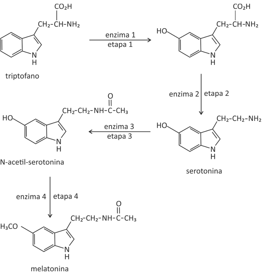 Esquema da rota de síntese da melatonina a partir do aminoácido triptofano em quatro etapas enzimáticas: etapa 1 catalisada pela enzima 1 produzindo um intermediário hidroxilado; etapa 2 catalisada pela enzima 2 produzindo serotonina por descarboxilação; etapa 3 catalisada pela enzima 3 transformando serotonina em N-acetil-serotonina; etapa 4 catalisada pela enzima 4 gerando melatonina.